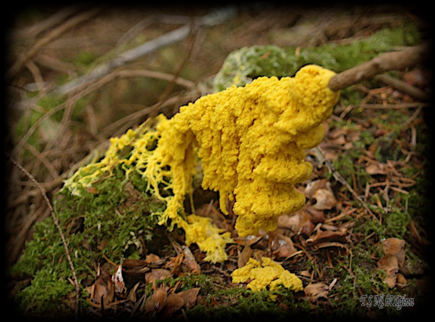 Slime Mold taken with Olympus Evolt E-300 by Coastal Salish Photographer TS Ni hUiginn
