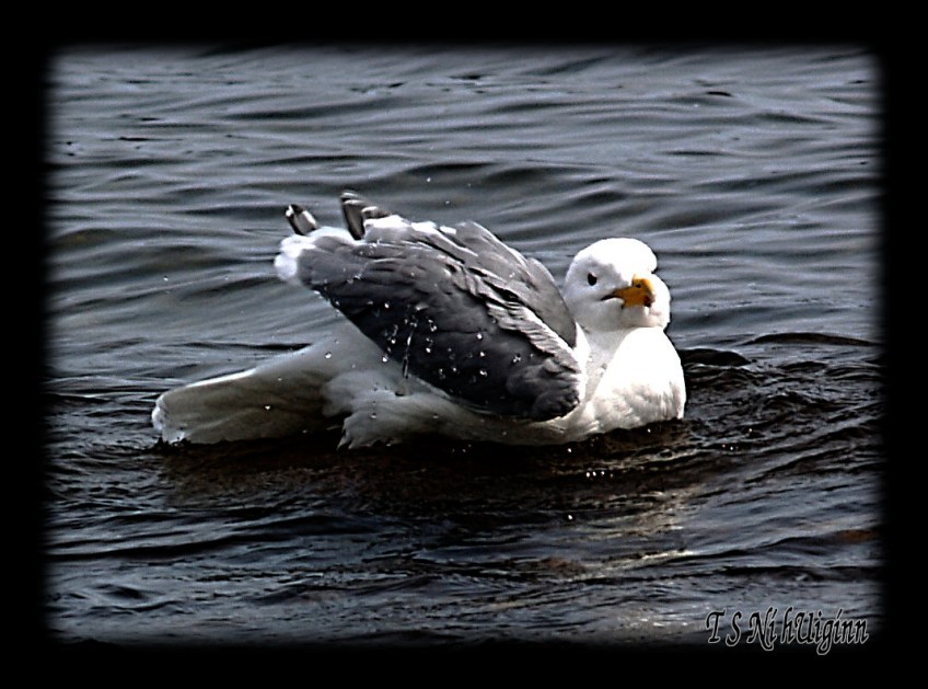 Seagull splashing in the Salish Sea taken with Olympus Evolt E-300 by Coastal Salish Photographer TS Ni hUiginn