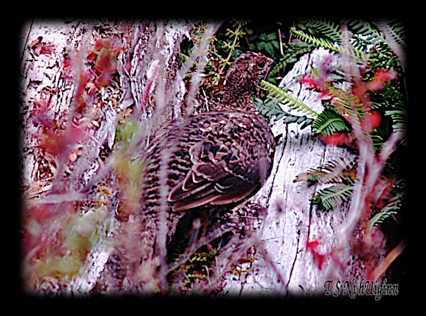 A photograph of a Ruffed Grouse (Bonasa umbellus) taken by TS Ni hUiginn with an Olympus Evolt E-300.
