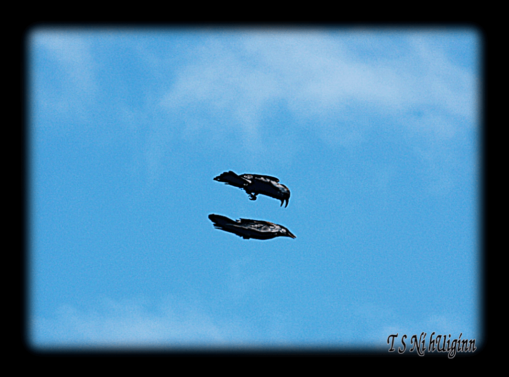 Two Ravens Flying together.