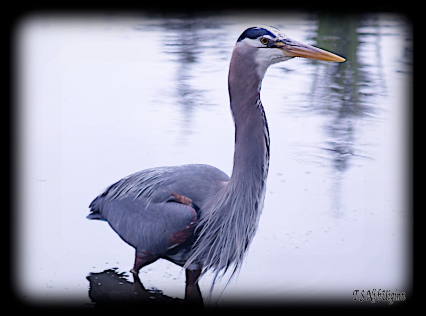 Great Blue Heron taken with Olympus Evolt E-300 by Coastal Salish Photographer TS Ni hUiginn