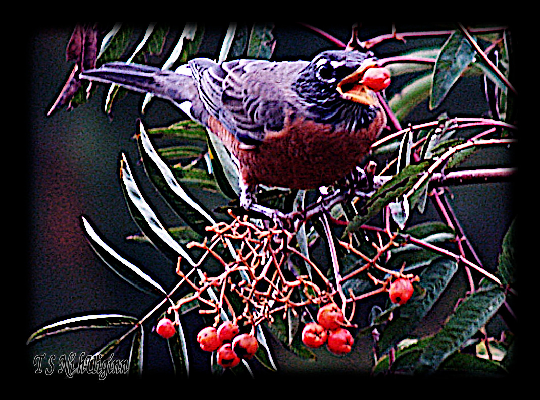 A Robin (Turdus migratorius) picking berries taken with Olympus Evolt E-300 by TS Ni hUiginn.