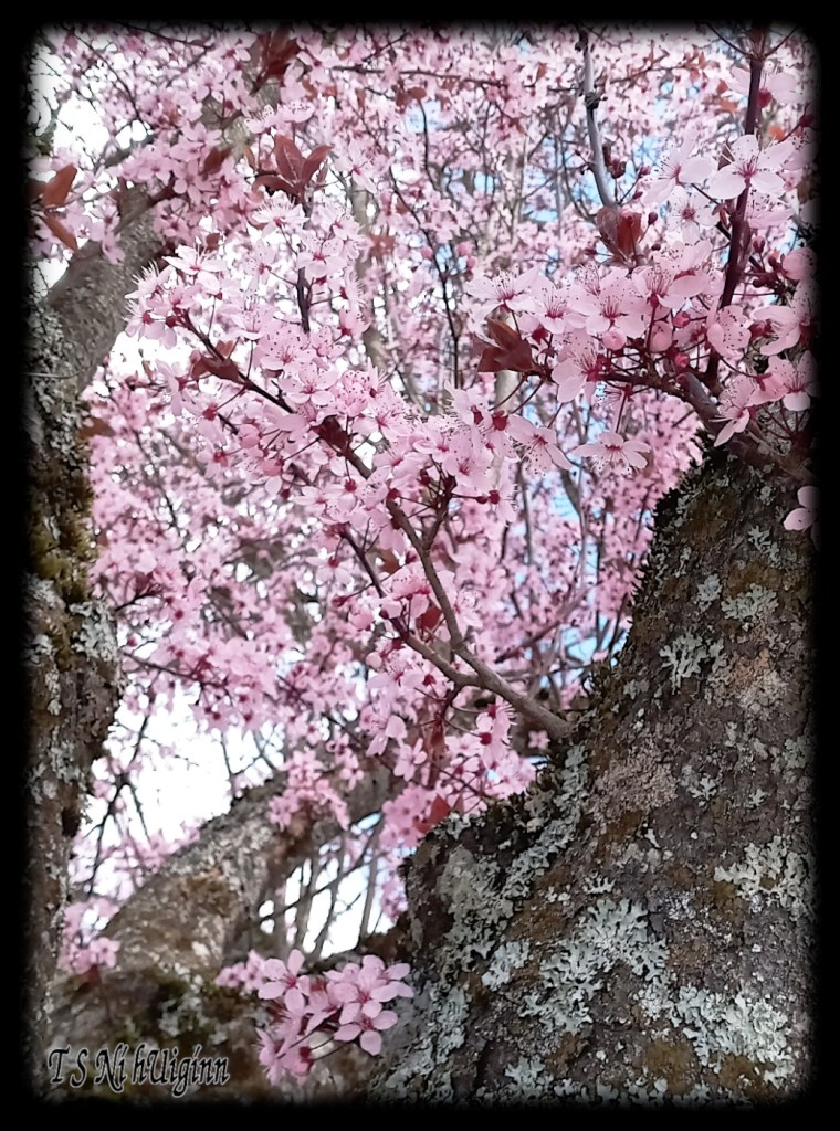Pink Blossoms on a mossy tree taken by Salish photographer TS Ni hUiginn