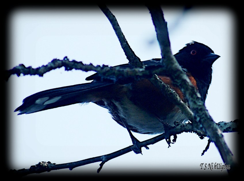 Towpie taken with Olympus Evolt E-300 by Coastal Salish Photographer TS Ni hUiginn.
