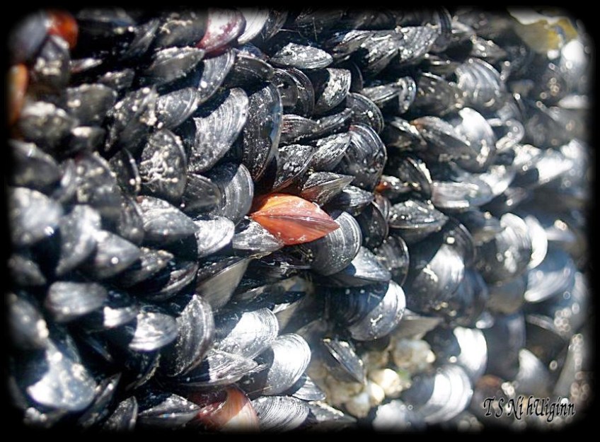 Muscles taken with Olympus Evolt E-300 by Coastal Salish Photographer TS Ni hUiginn