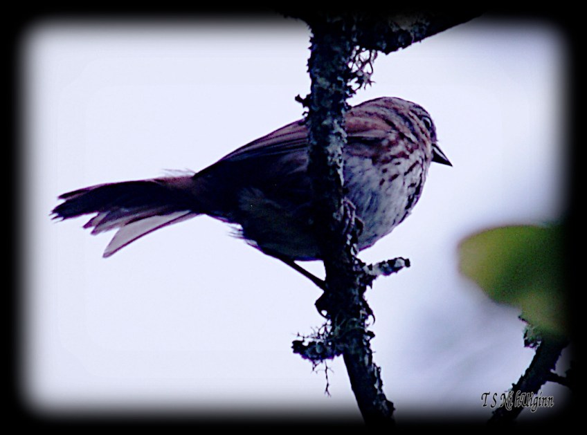 Songbird taken with Olympus Evolt E-300 by Coastal Salish Photographer TS Ni hUiginn.