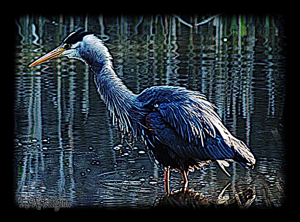 A fishing Heron taken with Olympus Evolt E-300 by Coastal Salish Photographer TS Ni hUiginn