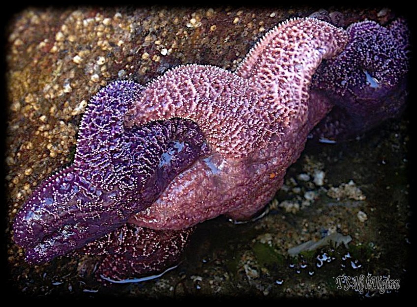 Starfishes taken with Olympus Evolt E-300 by Coastal Salish Photographer TS Ni hUiginn