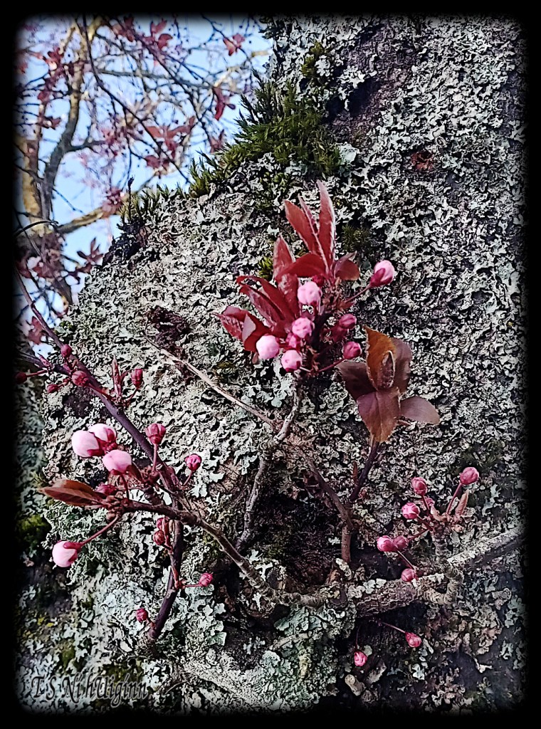 Pink Blossoms on mossy bark taken by Salish photographer TS Ni hUiginn