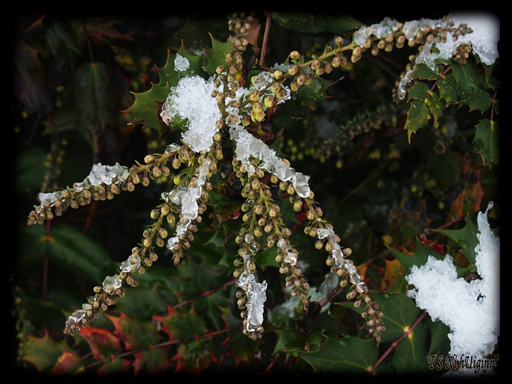 Melting snow taken by Salish photographer TS Ni hUiginn!