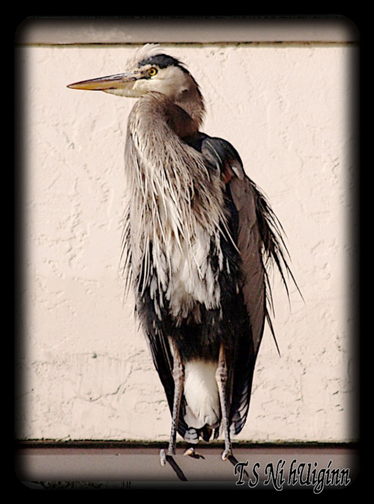 A heron perching on an apartment building by by Salish photographer TS Ni hUiginn