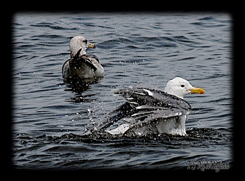 Seagull splashing in the Salish Sea taken with Olympus Evolt E-300 by Coastal Salish Photographer TS Ni hUiginn