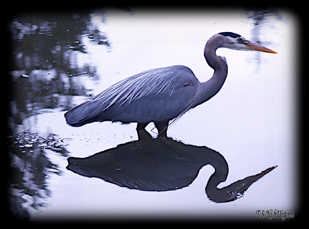 Great Blue Heron taken with Olympus Evolt E-300 by Coastal Salish Photographer TS Ni hUiginn