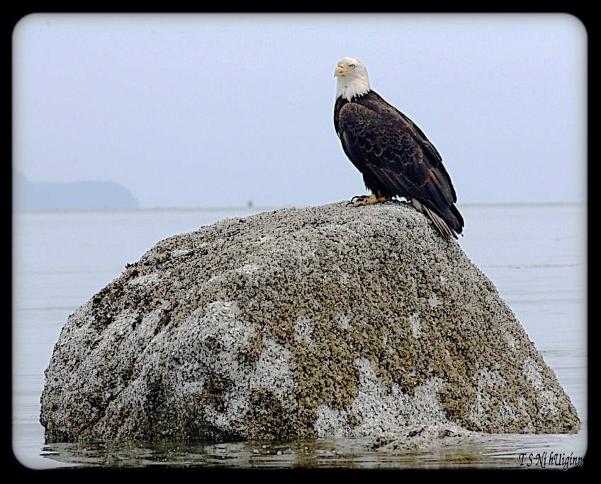 Bald Eagle on a rock taken with Olympus Evolt E-300 by Coastal Salish Photographer TS Ni hUiginn.
