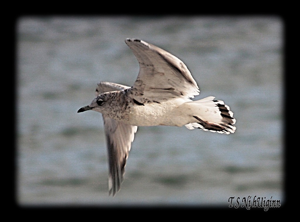 Flying Seagull taken with Olympus Evolt E-300 by Coastal Salish Photographer TS Ni hUiginn