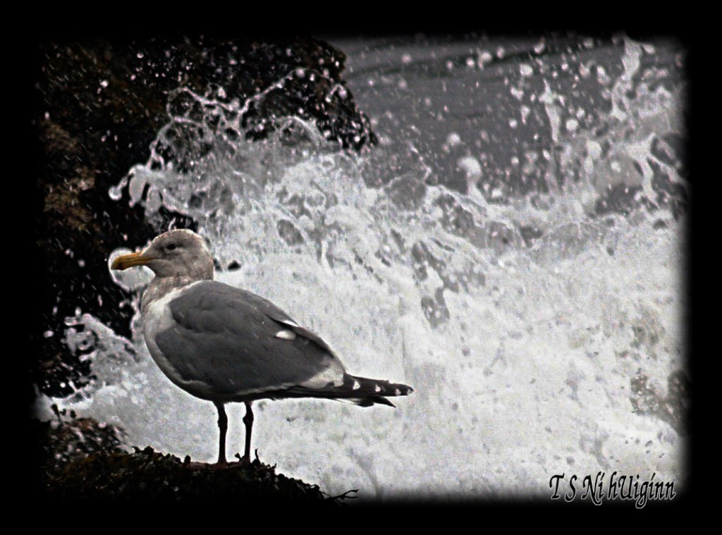 A Seagull taken with Olympus Evolt E-300 by Coastal Salish Photographer TS Ni hUiginn