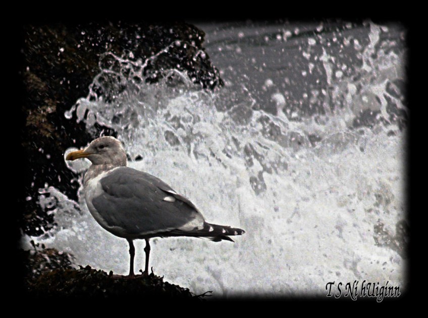 A Seagull taken with Olympus Evolt E-300 by Coastal Salish Photographer TS Ni hUiginn
