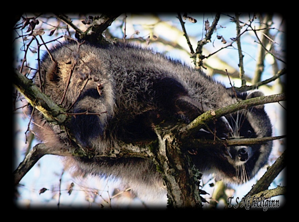 Raccoon in Tree taken with Olympus Evolt E-300 by Coastal Salish Photographer TS Ni hUiginn