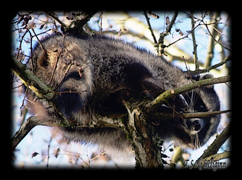 Raccoon in Tree taken with Olympus Evolt E-300 by Coastal Salish Photographer TS Ni hUiginn