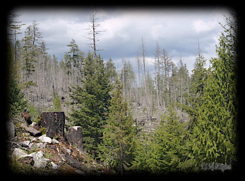 Trees on a Mountain Top taken with an Olympus Evolt E-300 by Coastal Salish Photographer TS Ni hUiginn.