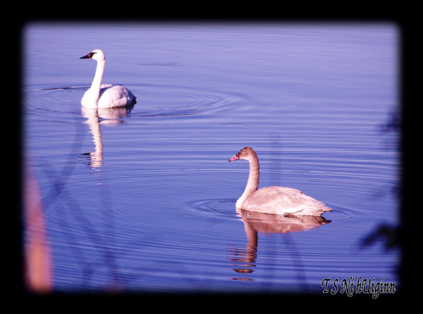 Photograph of an Adult and Adolescent Wild Swans taken by T S Ni hUiginn on the Salish Sea.