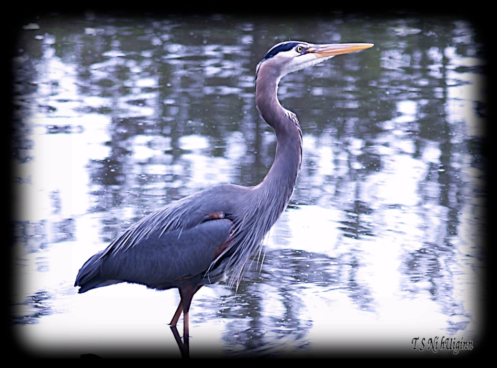 Great Blue Heron taken with Olympus Evolt E-300 by Coastal Salish Photographer TS Ni hUiginn