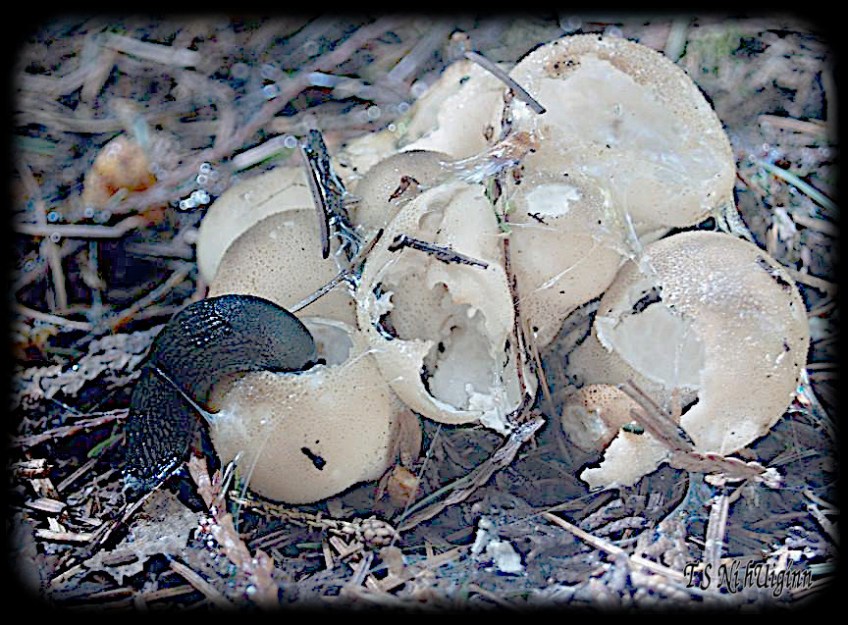 Slug taken with Olympus Evolt E-300 by Coastal Salish Photographer TS Ni hUiginn