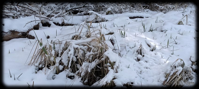 Snow by the Sea Shore taken by Coastal Salish Photographer TS Ni hUiginn