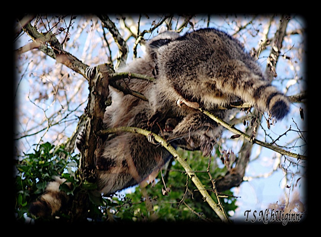 Raccoons fighting in a Tree taken with Olympus Evolt E-300 by Coastal Salish Photographer TS Ni hUiginn