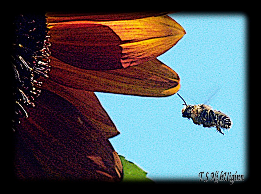 A Honey Bee and Sunflower taken with Olympus Evolt E-300 by TS Ni hUiginn