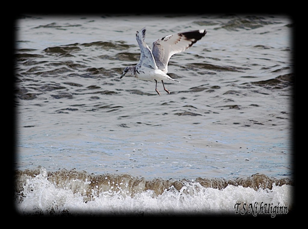 Flying Seagull taken with Olympus Evolt E-300 by Coastal Salish Photographer TS Ni hUiginn