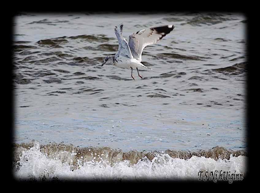 Flying Seagull taken with Olympus Evolt E-300 by Coastal Salish Photographer TS Ni hUiginn