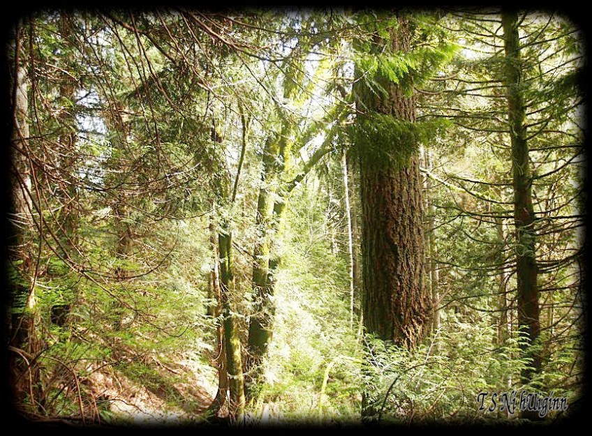 Deep in the Forest taken with Olympus Evolt E-300 by Coastal Salish Photographer TS Ni hUiginn