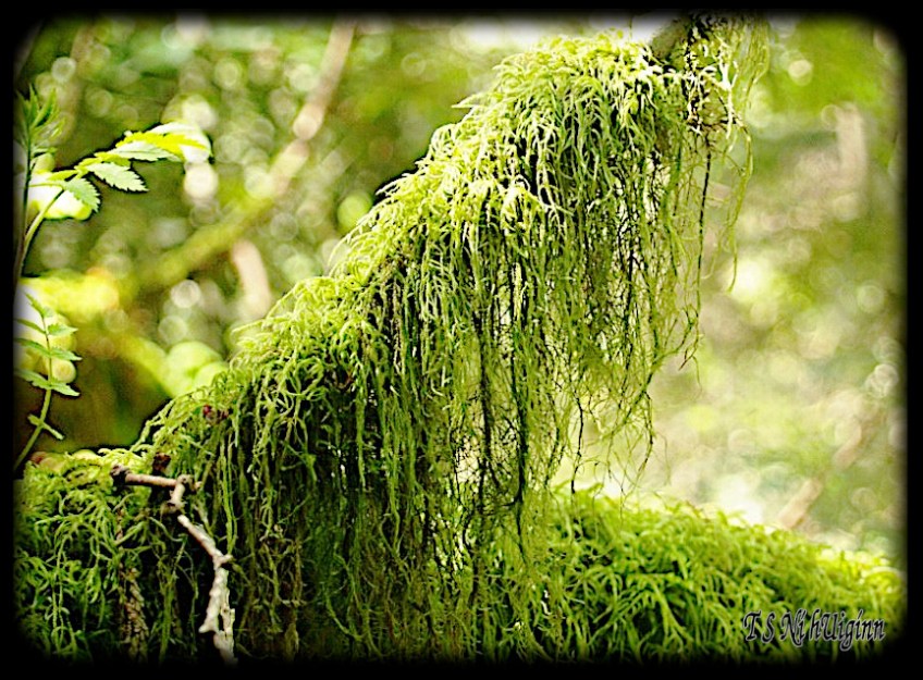 Moss taken with Olympus Evolt E-300 by Coastal Salish Photographer TS Ni hUiginn