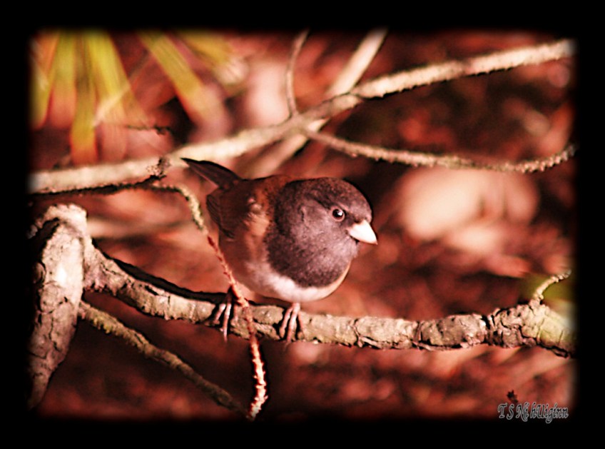 Black eyed junco perched on a branch taken by Coastal Salish Artist TS Ni hUiginn