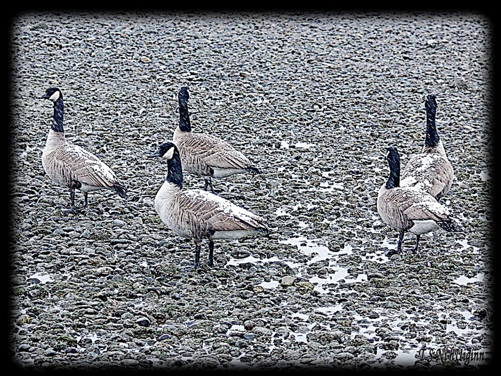 Snow falling on Geese taken by Salish photographer TS Ni hUiginn!