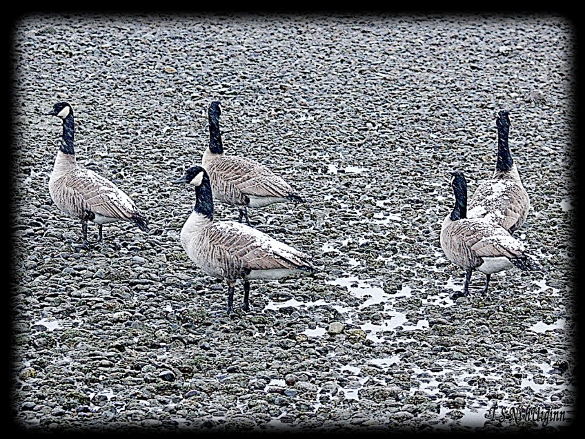 Snow falling on Geese taken by Salish photographer TS Ni hUiginn!