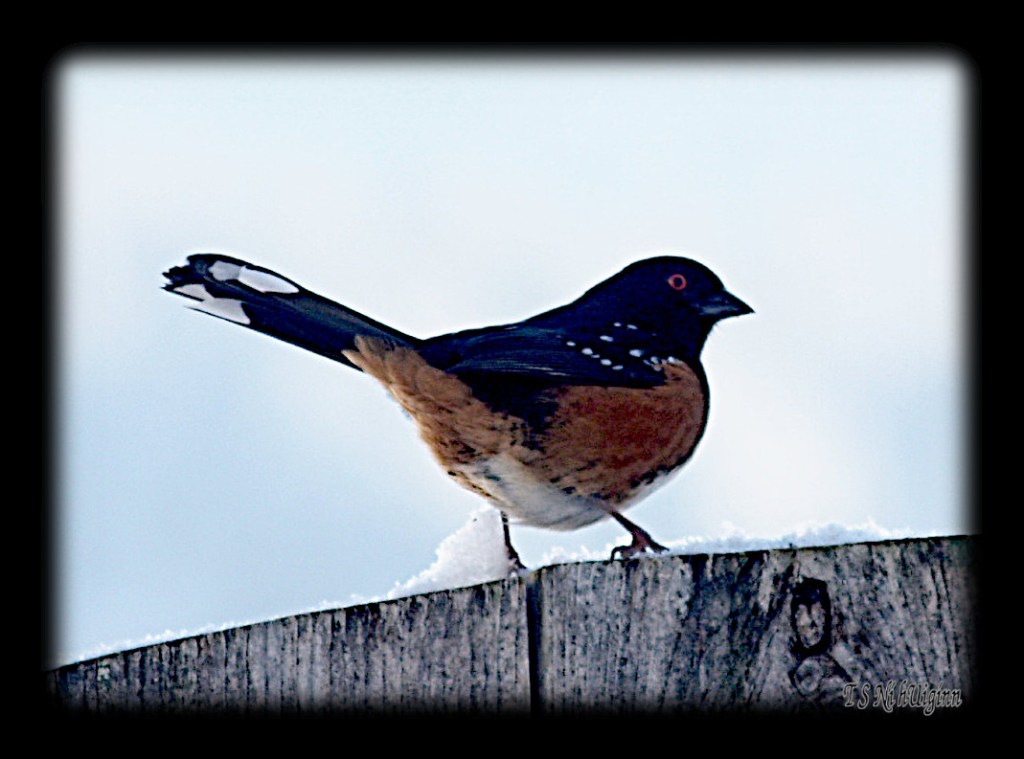 Spotted Towhee on fence taken by Salish photographer TS Ni hUiginn