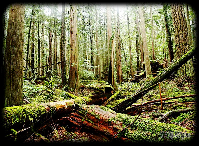 Deep in the Forest taken with Olympus Evolt E-300 by Coastal Salish Photographer TS Ni hUiginn