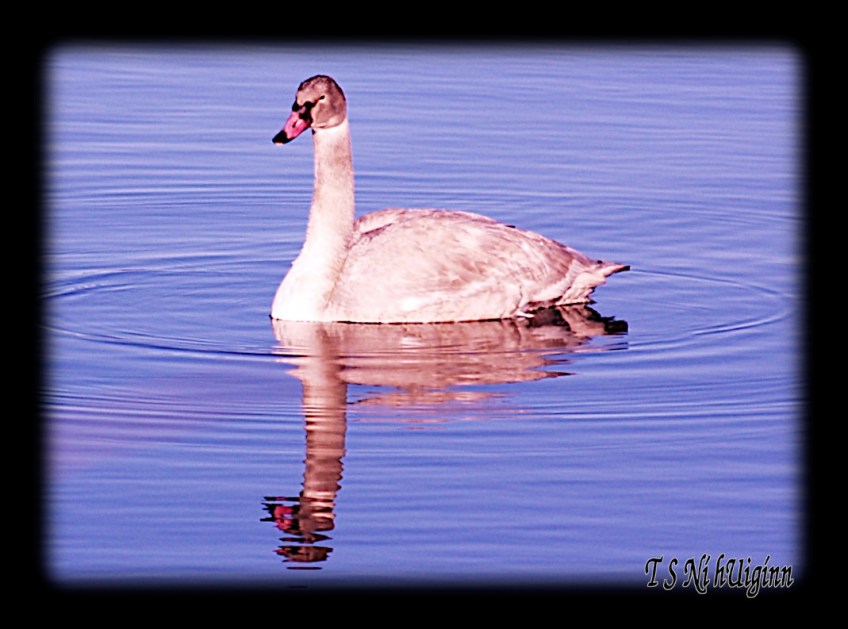 Photograph of an Adolescent Wild Swan taken by T S Ni hUiggin on the Salish Sea.