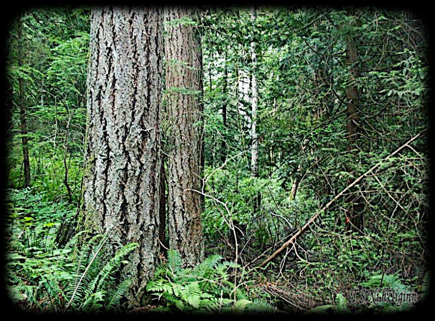 Deep in the Forest taken with Olympus Evolt E-300 by Coastal Salish Photographer TS Ni hUiginn