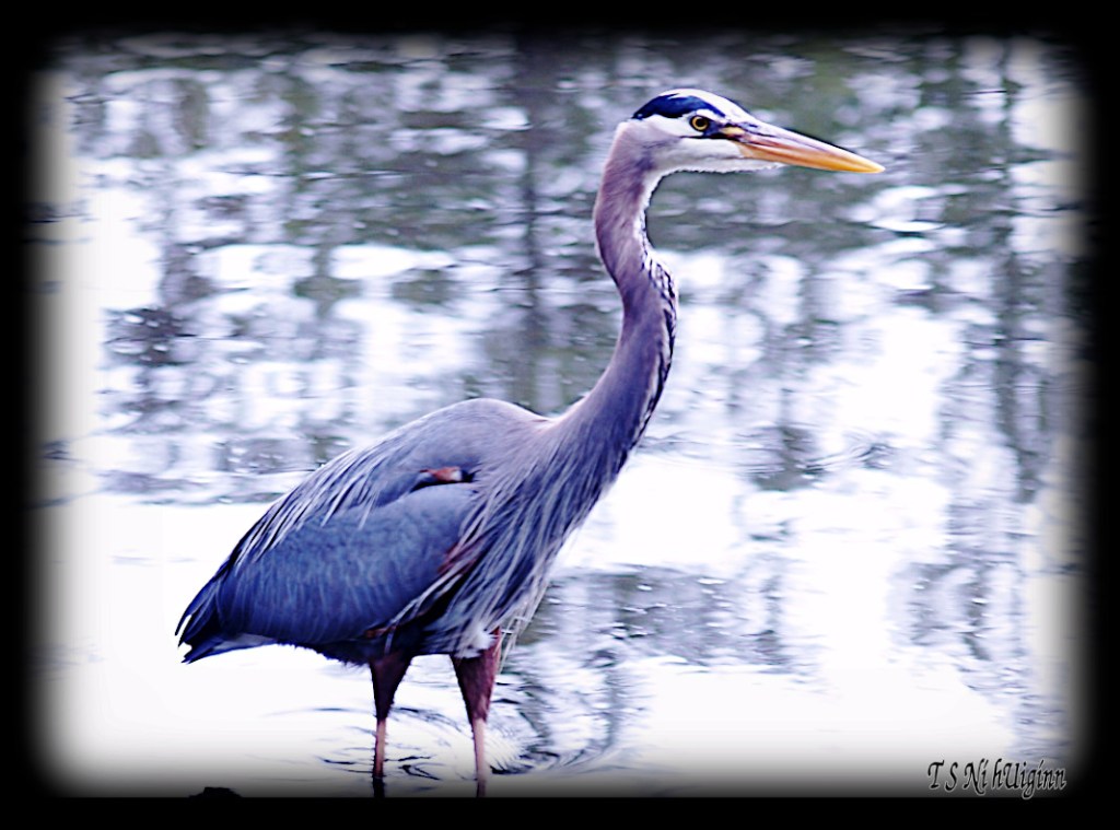 Great Blue Heron taken with Olympus Evolt E-300 by Coastal Salish Photographer TS Ni hUiginn
