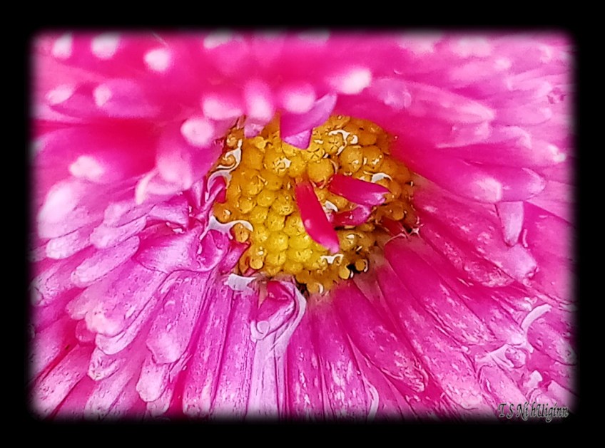 Yellow and Pink flower taken by Salish photographer TS Ni hUiginn