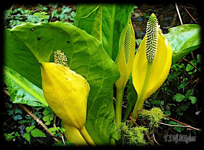 Skunk Cabbage taken with Olympus Evolt E-300 by Coastal Salish Photographer TS Ni hUiginn