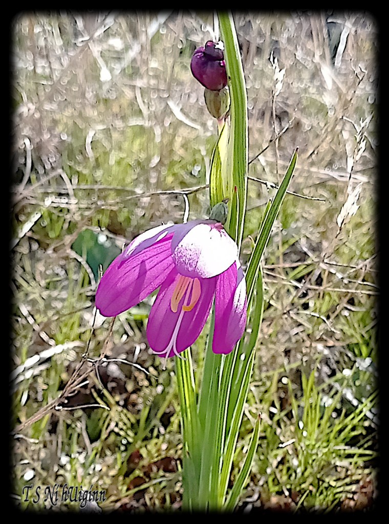 Purple Blossoms taken by Salish photographer TS Ni hUiginn