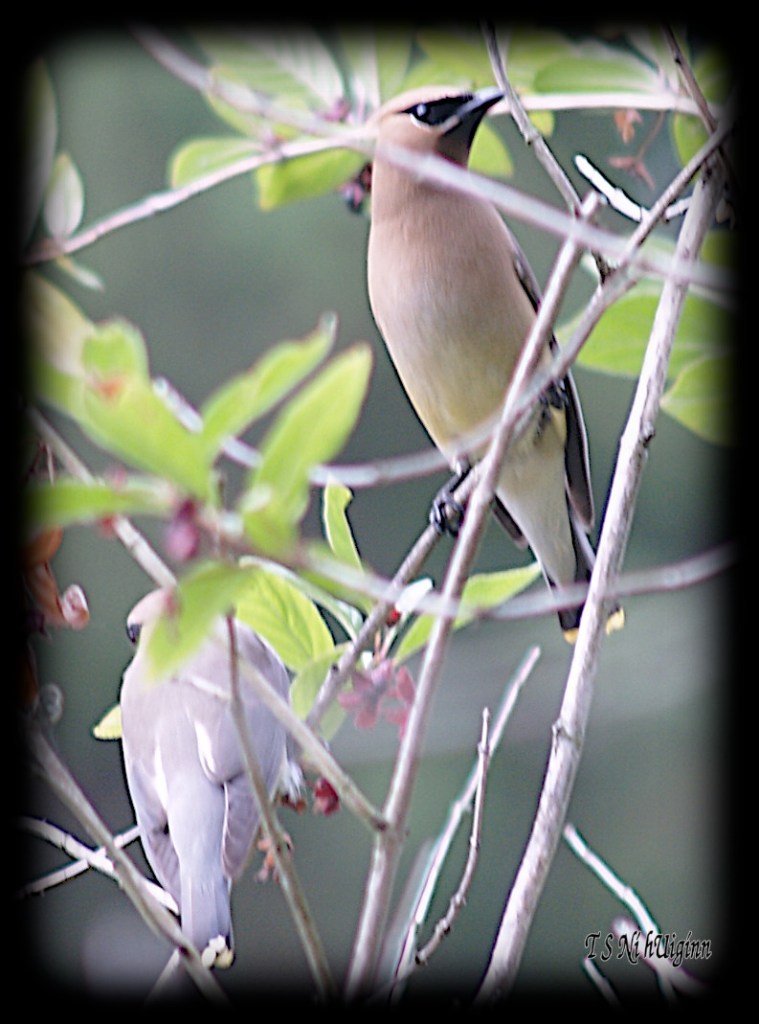 Waxwings taken with Olympus Evolt E-300 by Coastal Salish Photographer TS Ni hUiginn.