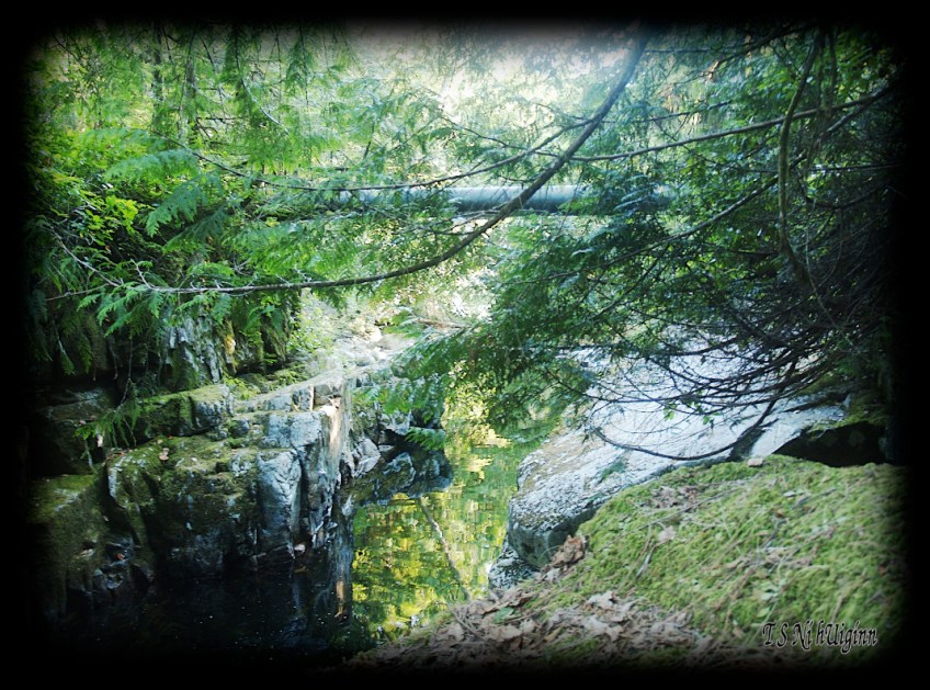 Creek in the Forest taken with Olympus Evolt E-300 by Coastal Salish Photographer TS Ni hUiginn.