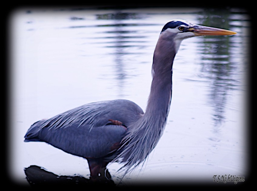 Great Blue Heron taken with Olympus Evolt E-300 by Coastal Salish Photographer TS Ni hUiginn