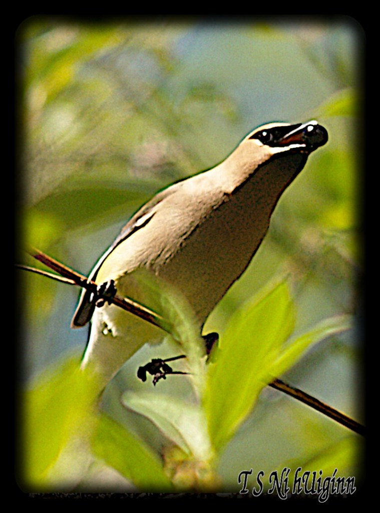 Cedar Waxwing (Bombycilla cedrorum) with a berry.