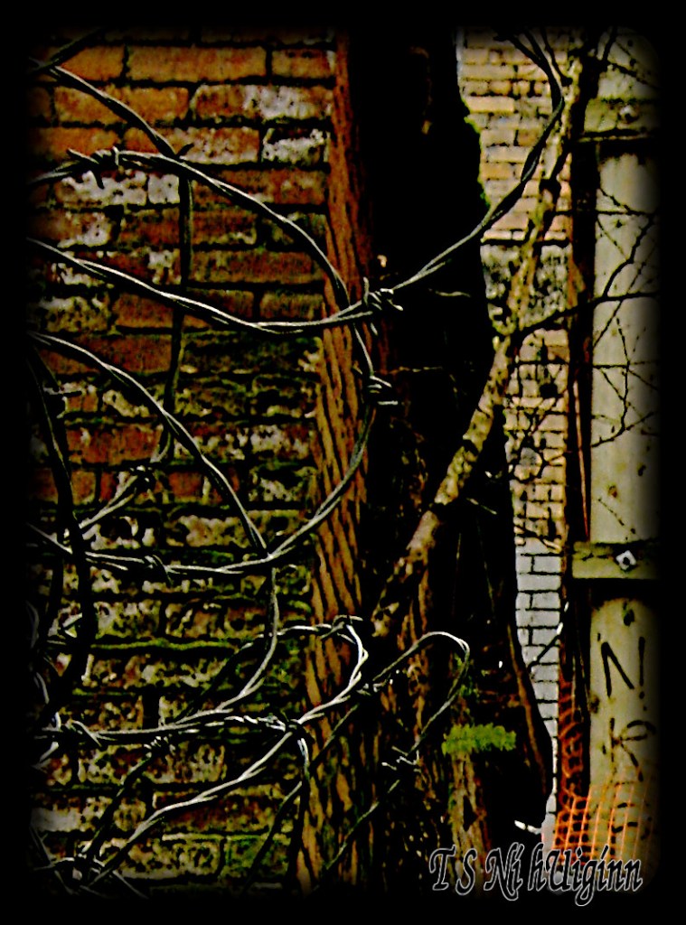 A tree and fern growing out of a a building in the DTES taken by Salish photographer TS Ni hUiginn